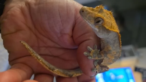 Gechi ciliati baby e adulti nuove nascite | Foto 0