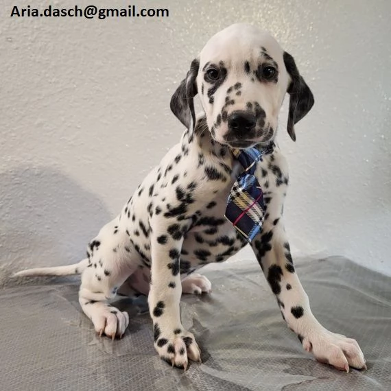 Regalo Bianchi cuccioli di dalmata Cuccioli di dalmata molto belli Maschi e femmine I cuccioli so