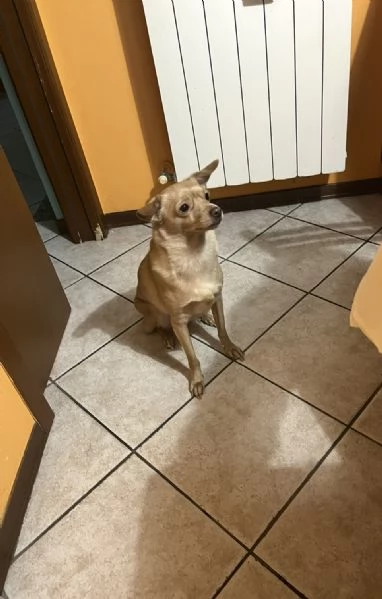 Cagnolina in adozione 