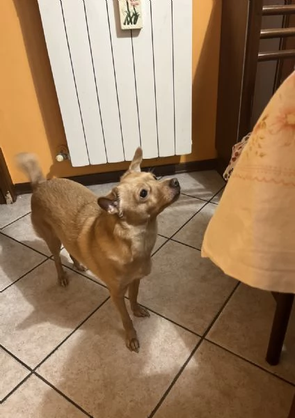 Cagnolina in adozione  | Foto 0
