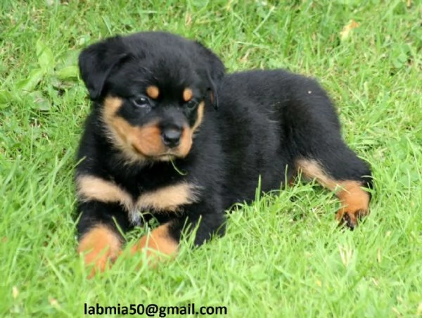Regalo Cuccioli di Rottweiler Disponibili bellissimi cuccioli di Rottweiler femmina e maschi I cucc