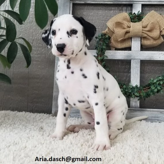 Regalo Bianchi cuccioli di dalmata Cuccioli di dalmata molto belli Maschi e femmine I cuccioli so