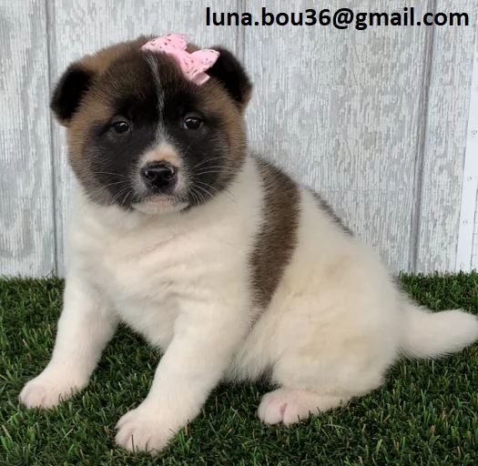 Regalo Cuccioli Akita Inu Disponibili bellissimi cuccioli di Akita Inu genitori visibili i cucciol