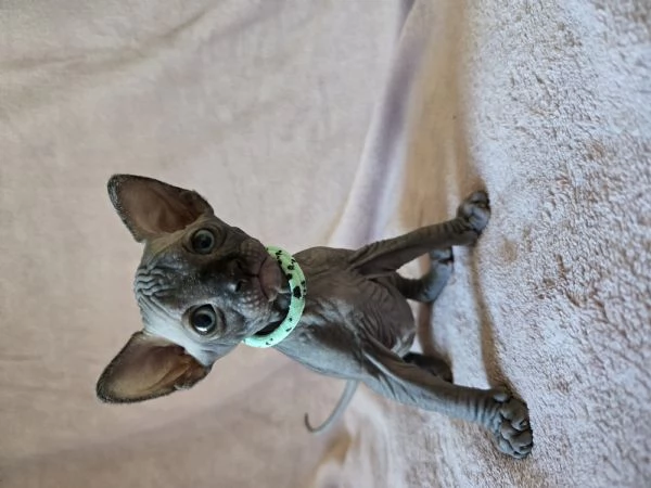 Cuccioli Sphynx Blu e Neri | Foto 2