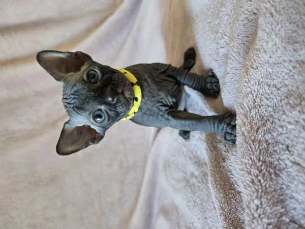Cuccioli Sphynx Blu e Neri | Foto 1