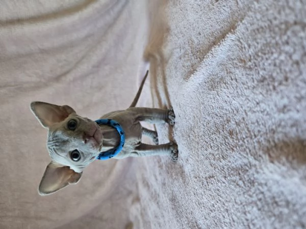 Cuccioli Sphynx Blu e Neri | Foto 0