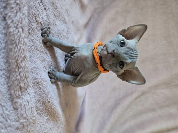 Cuccioli Sphynx Blu e Neri