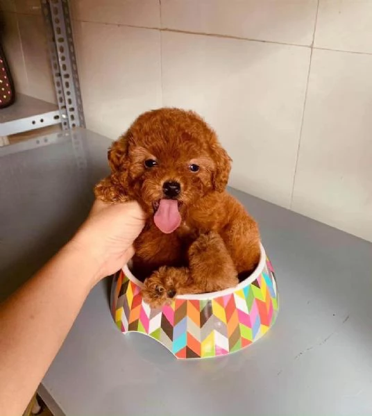 Due cuccioli di Barboncina toy 