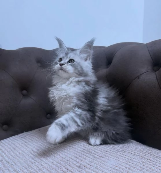 Due Cuccioli Main Coon