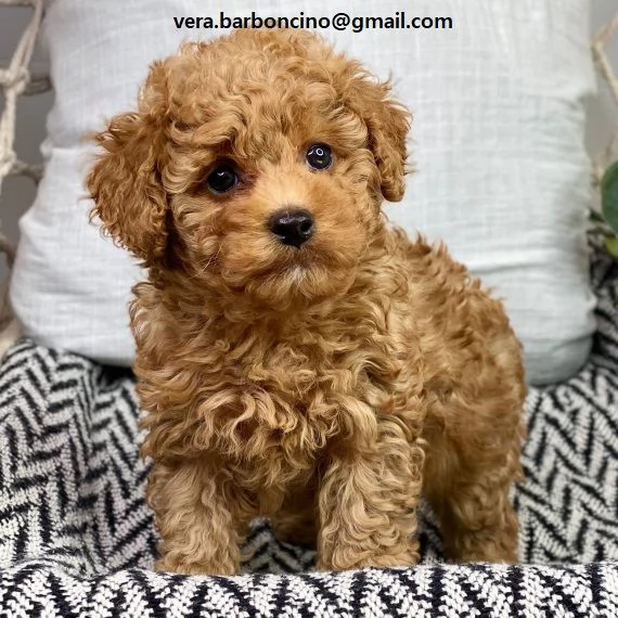 Cuccioli di barboncino nano disponibili con microchip vaccinati sverminati e con pedigree enci  c