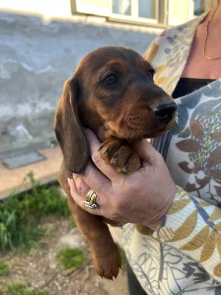 Bassotto pelo duro fogliasecca 