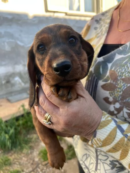 Bassotto pelo duro fogliasecca  | Foto 1