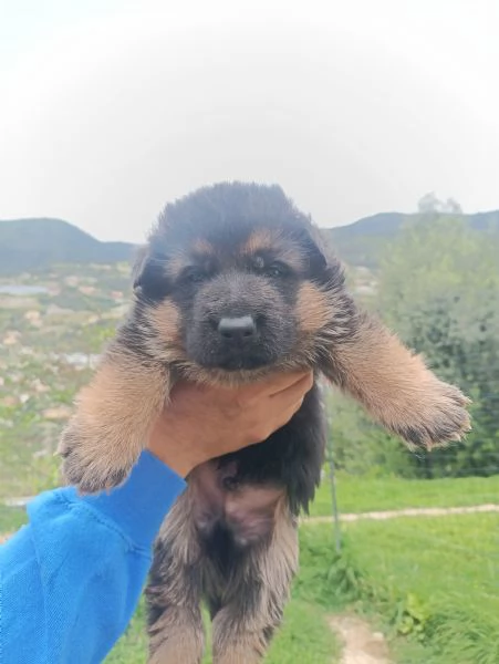 Cuccioli di pastore tedesco 