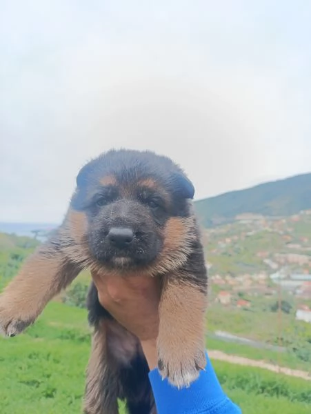 Cuccioli di pastore tedesco  | Foto 4