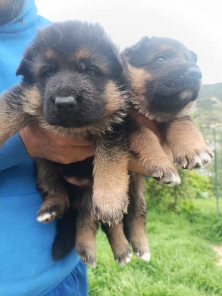 Cuccioli di pastore tedesco  | Foto 3