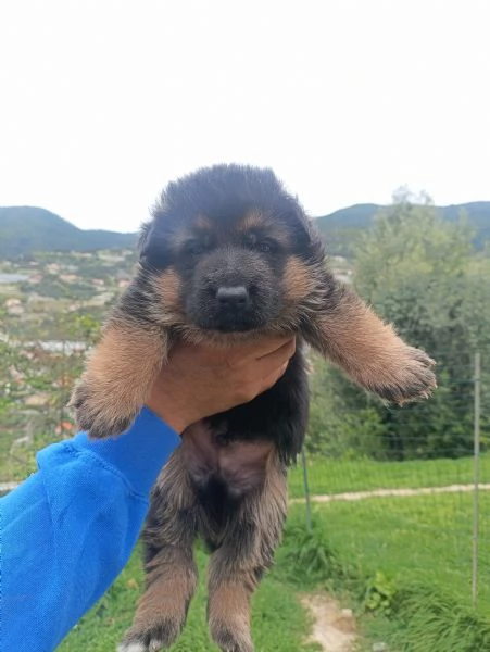 Cuccioli di pastore tedesco  | Foto 2