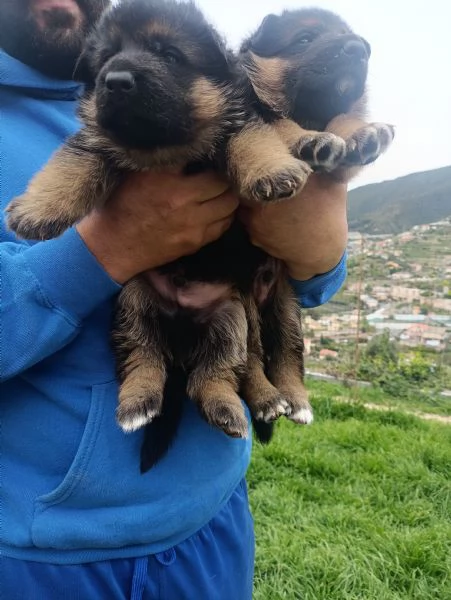 Cuccioli di pastore tedesco  | Foto 1