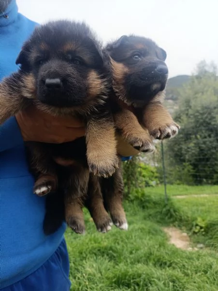 Cuccioli di pastore tedesco  | Foto 0