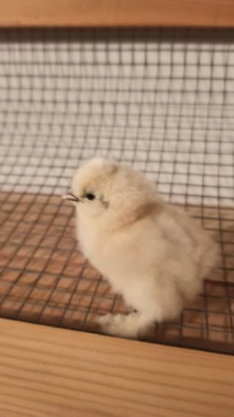 Pulcini Moroseta puri al 100