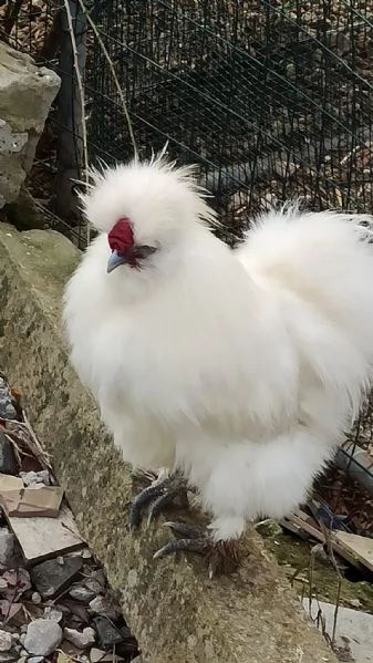 Pulcini Moroseta puri al 100 | Foto 2