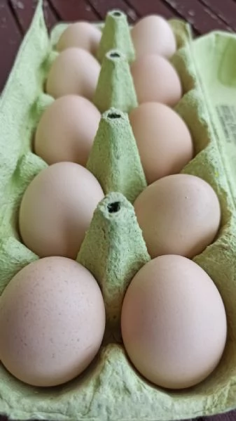 Pulcini Moroseta puri al 100 | Foto 1