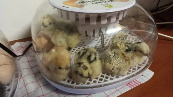 Pulcini Moroseta puri al 100 | Foto 0