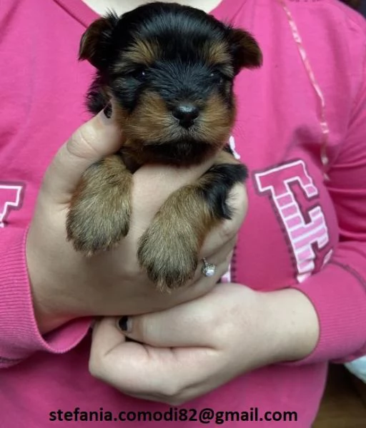 disponibili cuccioli di Yorkshire Terrier per adozione i cuccioli verranno consegnati con microchip 