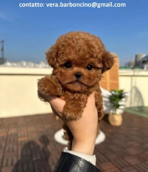 Cuccioli di barboncino nano disponibili con microchip vaccinati sverminati e con pedigree enci  c