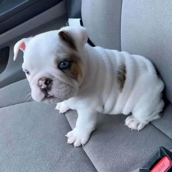 Franzsische Bulldogge