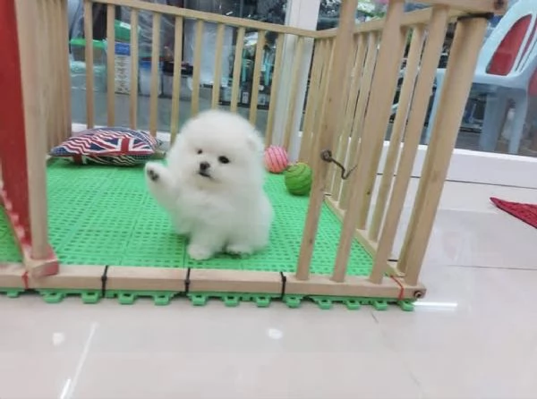 Cuccioli di Pomerania Toy maschio e femmina con muso soffice e peloso