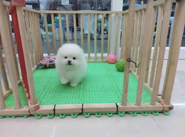 Cuccioli di Pomerania Toy maschio e femmina con muso soffice e peloso | Foto 2