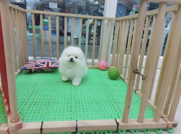 Cuccioli di Pomerania Toy maschio e femmina con muso soffice e peloso | Foto 1