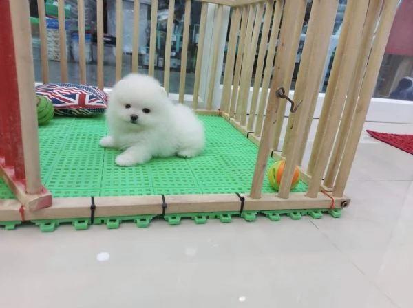 Cuccioli di Pomerania Toy maschio e femmina con muso soffice e peloso | Foto 0