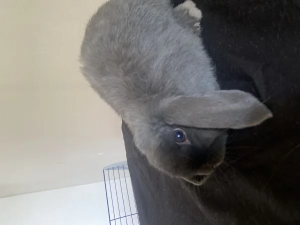 Coniglio nano bluegrigio