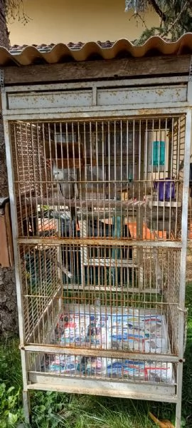 Calopsite maschio con gabbia | Foto 5