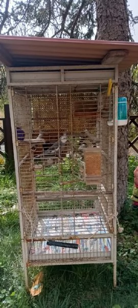 Calopsite maschio con gabbia | Foto 4