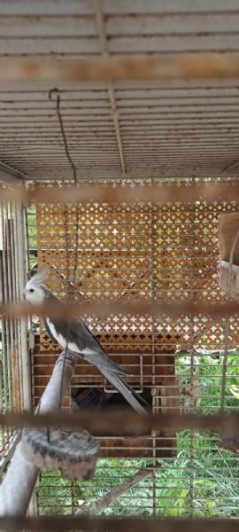 Calopsite maschio con gabbia | Foto 1