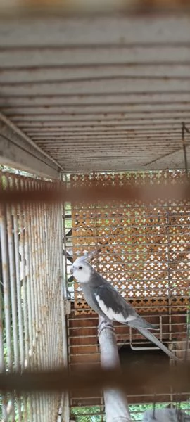 Calopsite maschio con gabbia | Foto 0