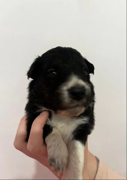Vendesi cuccioli di border collie 