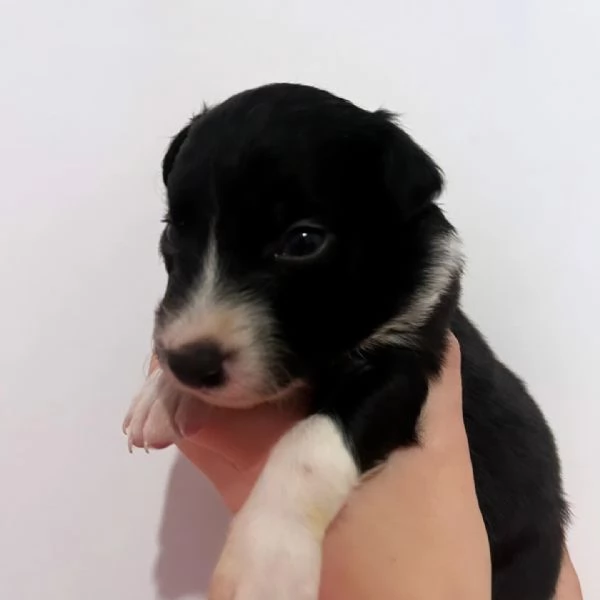 Vendesi cuccioli di border collie  | Foto 5