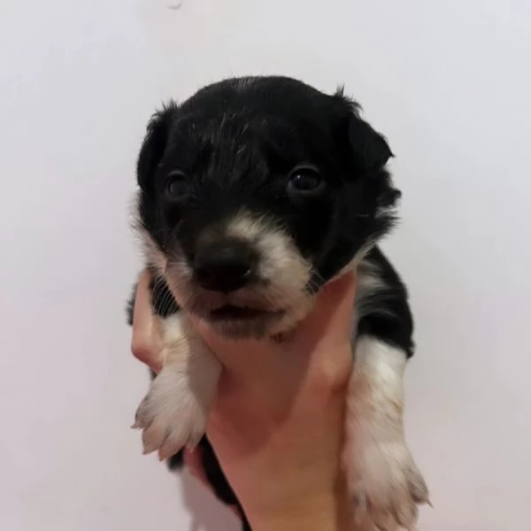 Vendesi cuccioli di border collie  | Foto 4