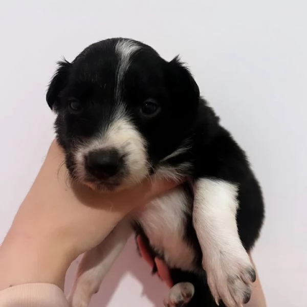 Vendesi cuccioli di border collie  | Foto 3