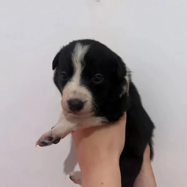 Vendesi cuccioli di border collie  | Foto 0