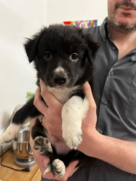 Cuccioli di Border collie 