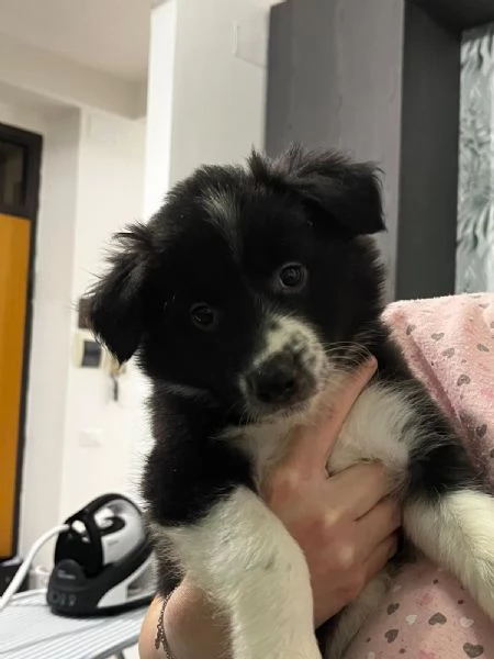 Cuccioli di Border collie  | Foto 1