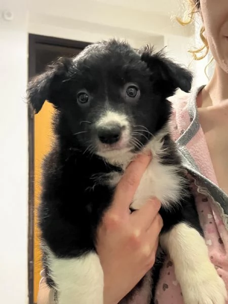 Cuccioli di Border collie  | Foto 0