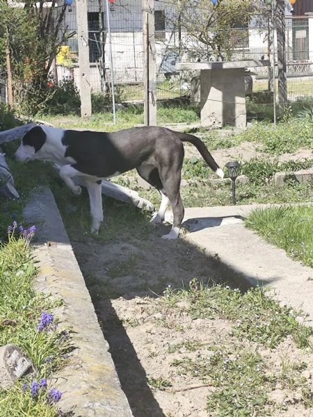 Pastore dellAsia centrale  | Foto 1