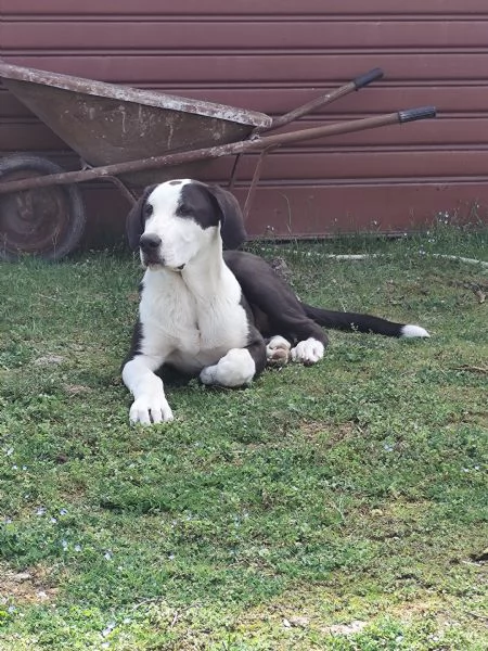 Pastore dellAsia centrale 