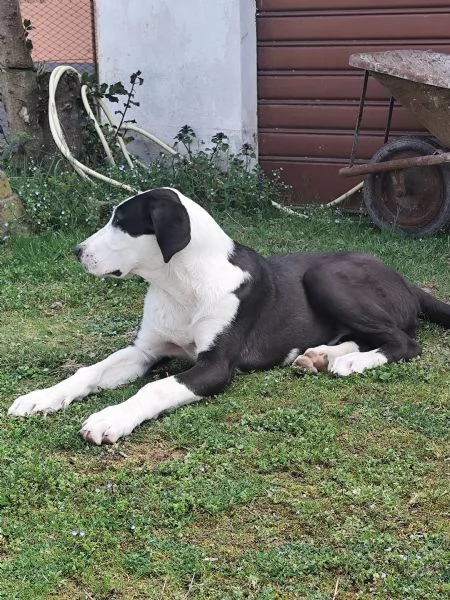 Pastore dellAsia centrale  | Foto 0