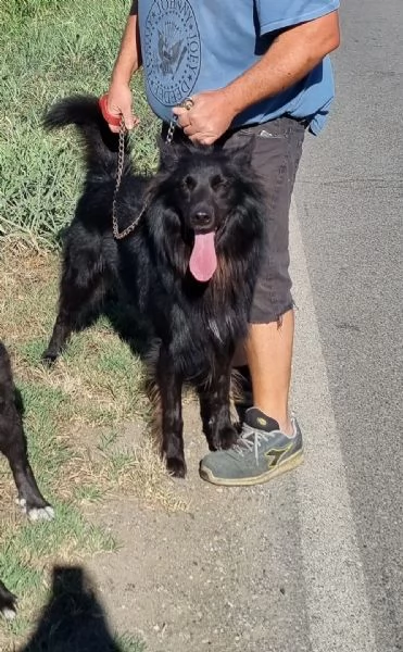 regalo wiski | Foto 1